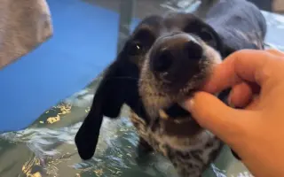 Zumi se srdcem bojovnice, která teď potřebuje pomoc