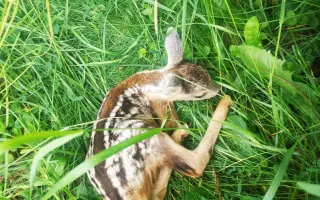 🦌 Zachraňme srnčata v Bráně Beskyd   Frýdlant nad Ostravicí - Pstruží