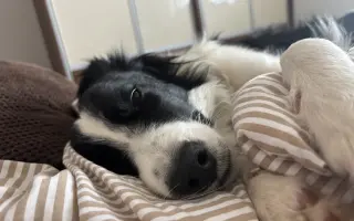 🐾 Pomozme Archiemu postavit se znovu na nohy 🐾