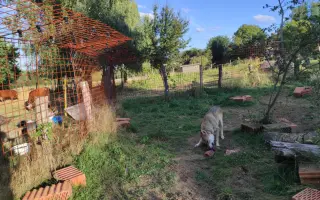 Trvalý domov pro Luckyho