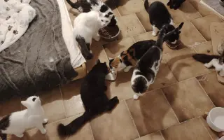 Šance na nový život pro kočky