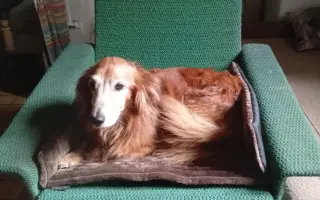 Veterinární diety pro pejsky v útulku