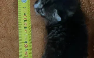 Veterinární péče pro zachráněné maminky s koťátky