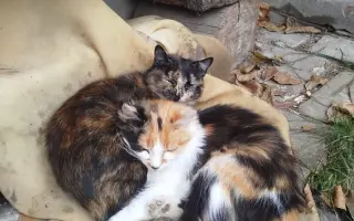 🚐 Naplníme společně auto nadějí pro psy a kočky bez domova 🐾❤️