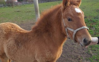 Hříbátko Leya s velkou chutí do života