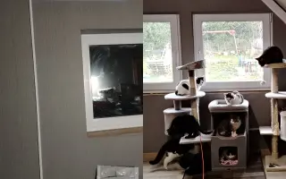 Postavme společně útulek pro kočky a psy