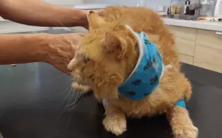 Pomozte nám zvládnout obrovské veterinární náklady 💔🙏🙏🙏