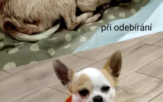 Pomozte zachránit Psí domov spolku Zastavme Utrpení.