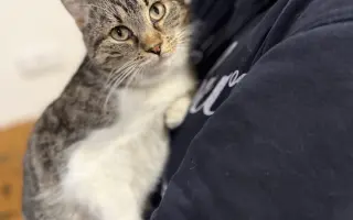 Kočičky Teta a Babča si zaslouží život bez bolesti