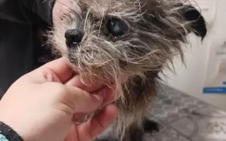 Voříškov prosí o pomoc pro psí útulkáče, poničku Babuňu, kočky a další zvířátka