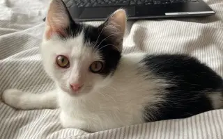 Veterinární péče pro zachráněné maminky s koťátky