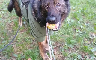 Léčba, která nekončí - Fůrie