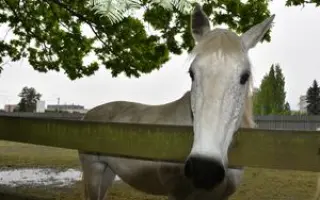 ❤️ Pomozte Farmě Duběnka zůstat místem pro děti i zvířata