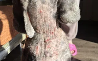 Dazzy - pomozme mu zpátky do života