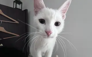 Sbírka pro Eliotka s nemocí FIP