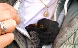 Záchranný balíček pro holuby v tísni