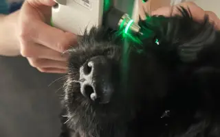 Pomohli jste Medvídkovi Pú k lepšímu zraku