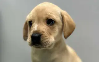 Pomocník pro Vrbovou stáj - místo naděje a zázraků pro týraná a opuštěná zvířata