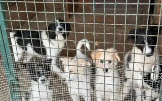 Veterinární péče pro psy v útulku - podzim 2026