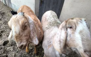 Pomozme zachovat Dvůr poslední šance