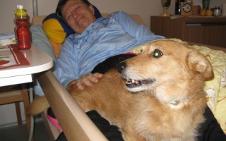 Canisterapie CANTES v krajích ČR jako sociální rehabilitace