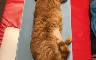 Druhá šance pro kocoura Joeyho