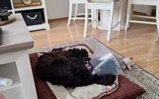 Pomohli jste Medvídkovi Pú k lepšímu zraku