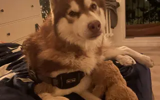 Dinno psík s epilepsií