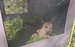 Mláďata na jaře, ostatní zvířata celoročně - ti všichni nás potřebují!