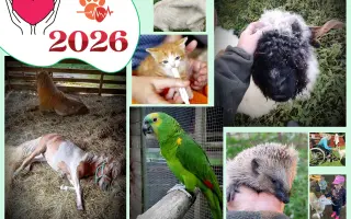 Společně ❤️ pro zvířata i v roce 2026