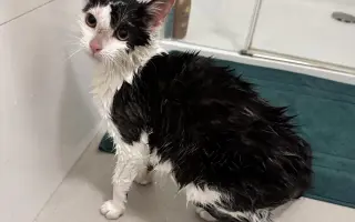 Pomoc s léčbou kocourka Shadyho