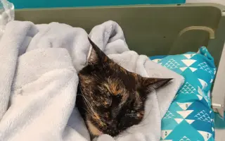 Kočička Firdous sní o dni kdy si bude moct znovu hrát