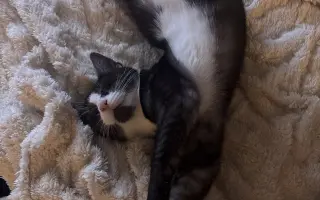 Pomozte zachránit roční Olivku v boji s FIP a FeLV♥️
