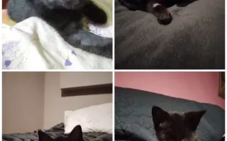 Boj o život Dyka, Tesinky a dalších - pomozte nám vyhrát nad panleukopenií