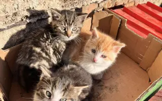 Pomoc pro kočky a koťátka Kočky u Katky