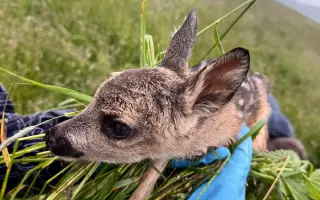 Pomozte Oldovi zachránit další srnčata