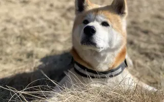 Prosba o pomoc pro našeho milovaného Ririshiiho, který bojuje se zákeřnou nemocí