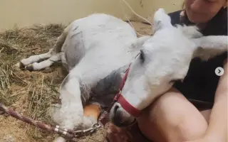 Záchrana nemocného oslíka Kryštofa.