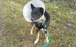 Nekonečný boj o záchranu zvířecích životů 😢