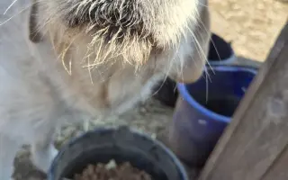 Vánoční sbírka: 100 plných misek pro rumunské pejsky