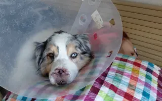 Pomozte našemu pejskovi Flashovi v boji s rakovinou