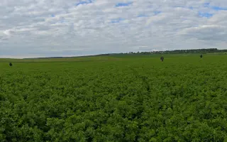 Dron na záchranu srnčat