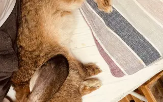 Prosíme, pomozte Nefince přestat trpět 💔