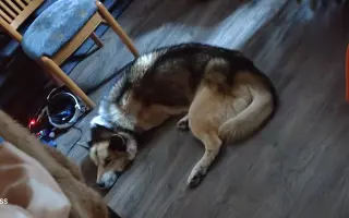 Pomoc adoptovanému pejskovi Inukovi