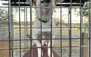 🐾 Plná miska, šťastné srdce – Pomoc pro pejsky 2026 🐾