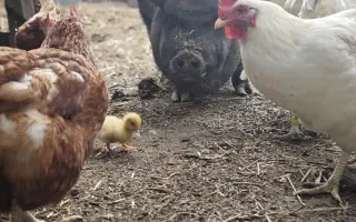 Sucho vypálilo pastviny. Zachráněná zvířata potřebují seno.