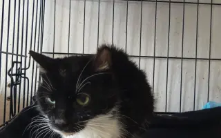 Pomoc s léčením zubožené kočičky Johanky