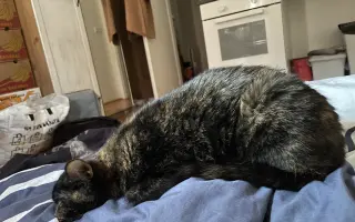 Pomoc pro kočičku Ayu: bez operace trpí, s ní má šanci