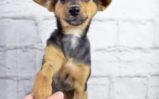 Pomozte opuštěným a týraným psům domů 🩷 LookingForPets
