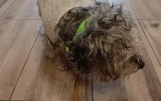 Léky a operace pro Šmudlu